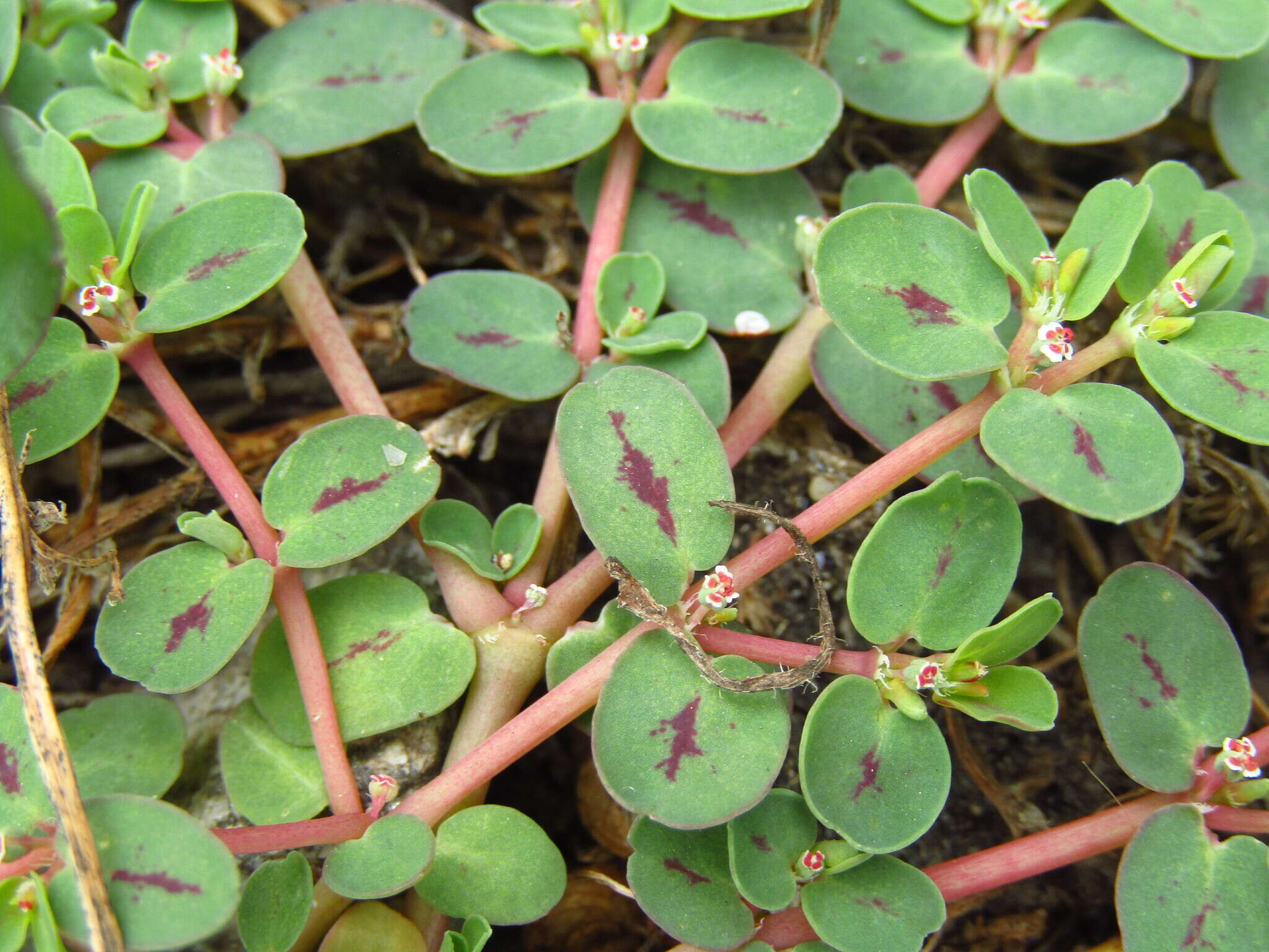 Image of Euphorbia klotzschii Oudejans