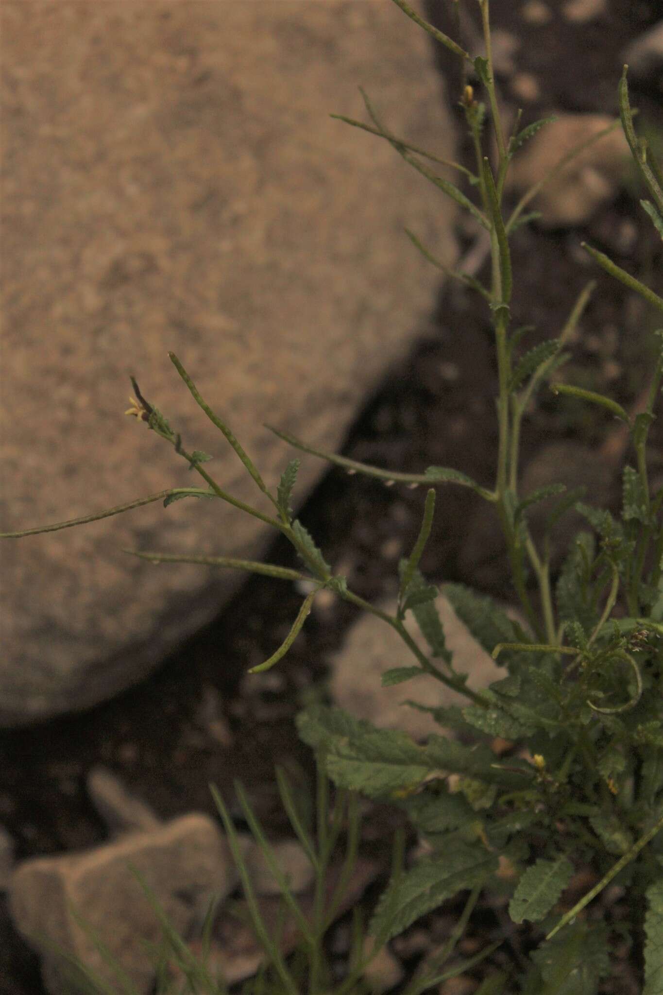 Sisymbrium turczaninowii Sond.的圖片