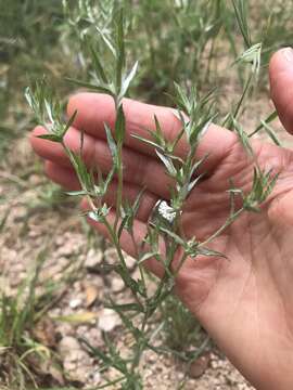 Image of Narrow-leaved cudweed