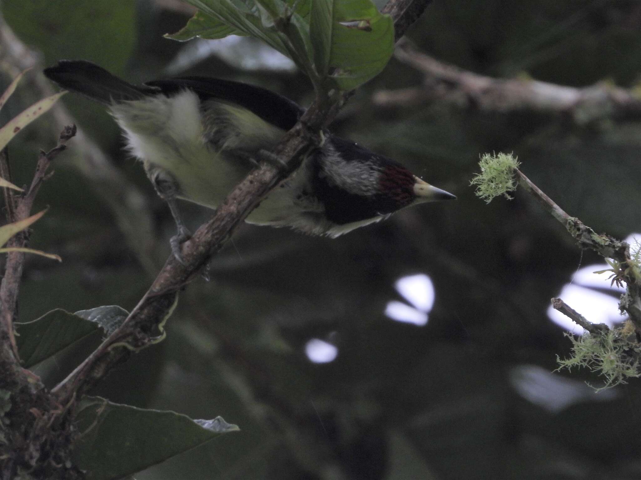 Image of White-mantled Barbet