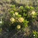 Image de Protea roupelliae subsp. hamiltonii Beard ex J. P. Rourke