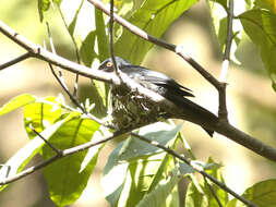 Image of Common Square-tailed Drongo