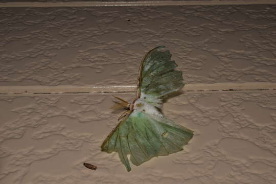 Imagem de Actias aliena (Butler 1879)