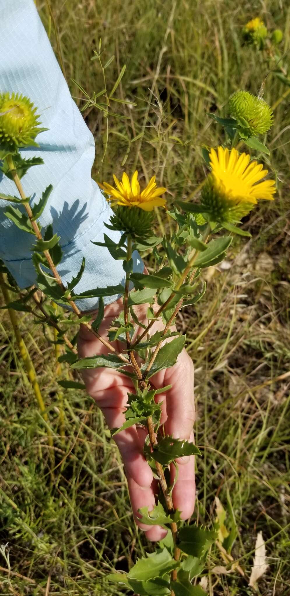 Image of narrowleaf gumweed