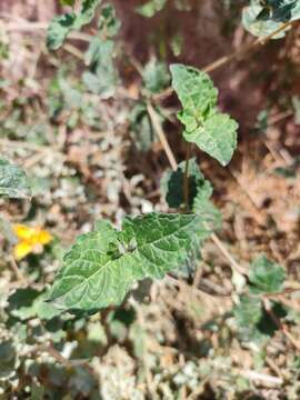 Image of Mentzelia scabra subsp. chilensis (Gay) Weigend