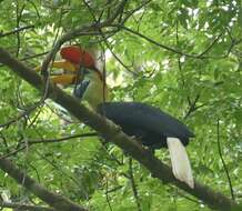 Image of Knobbed Hornbill