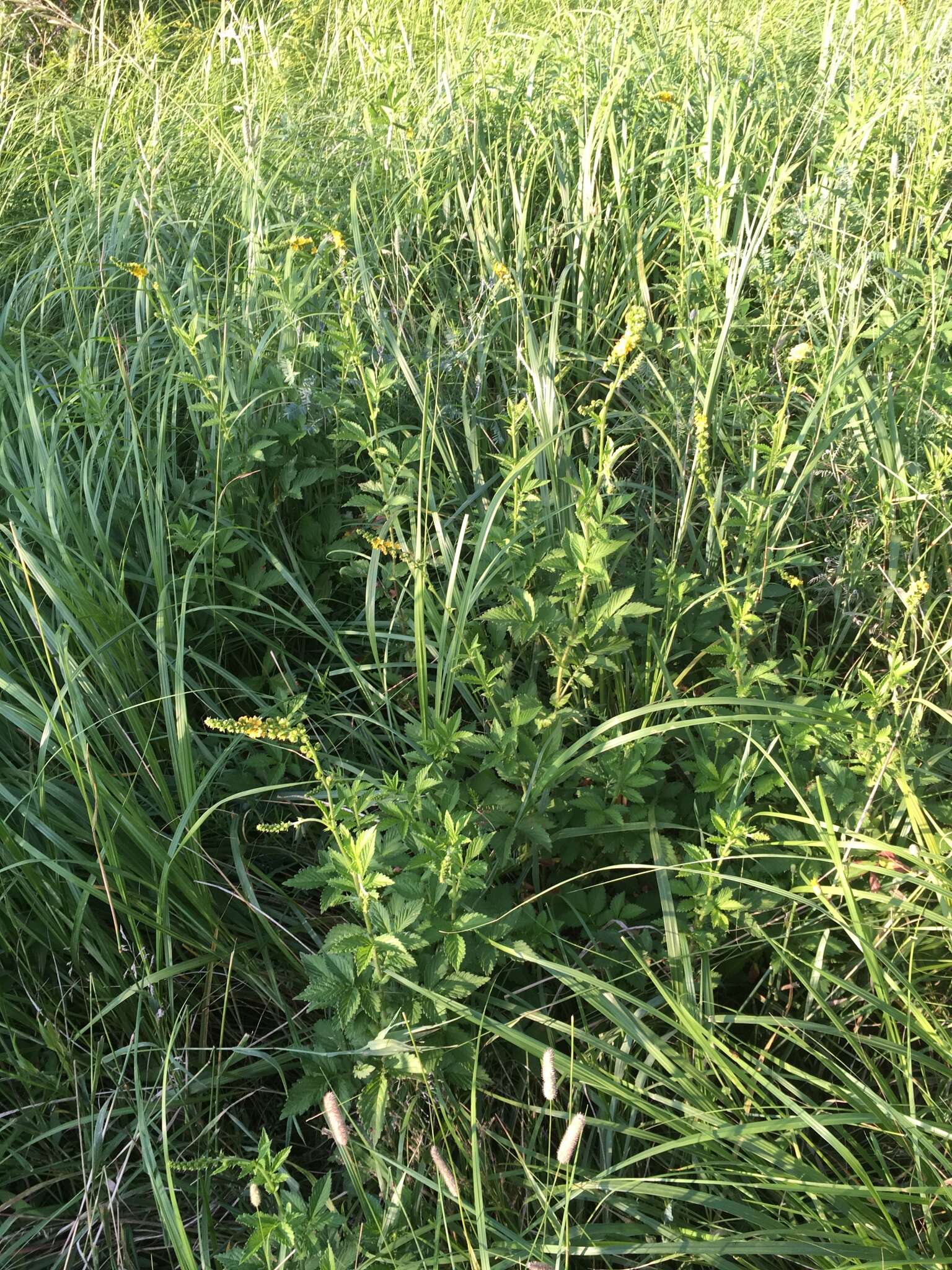 Image of roadside agrimony