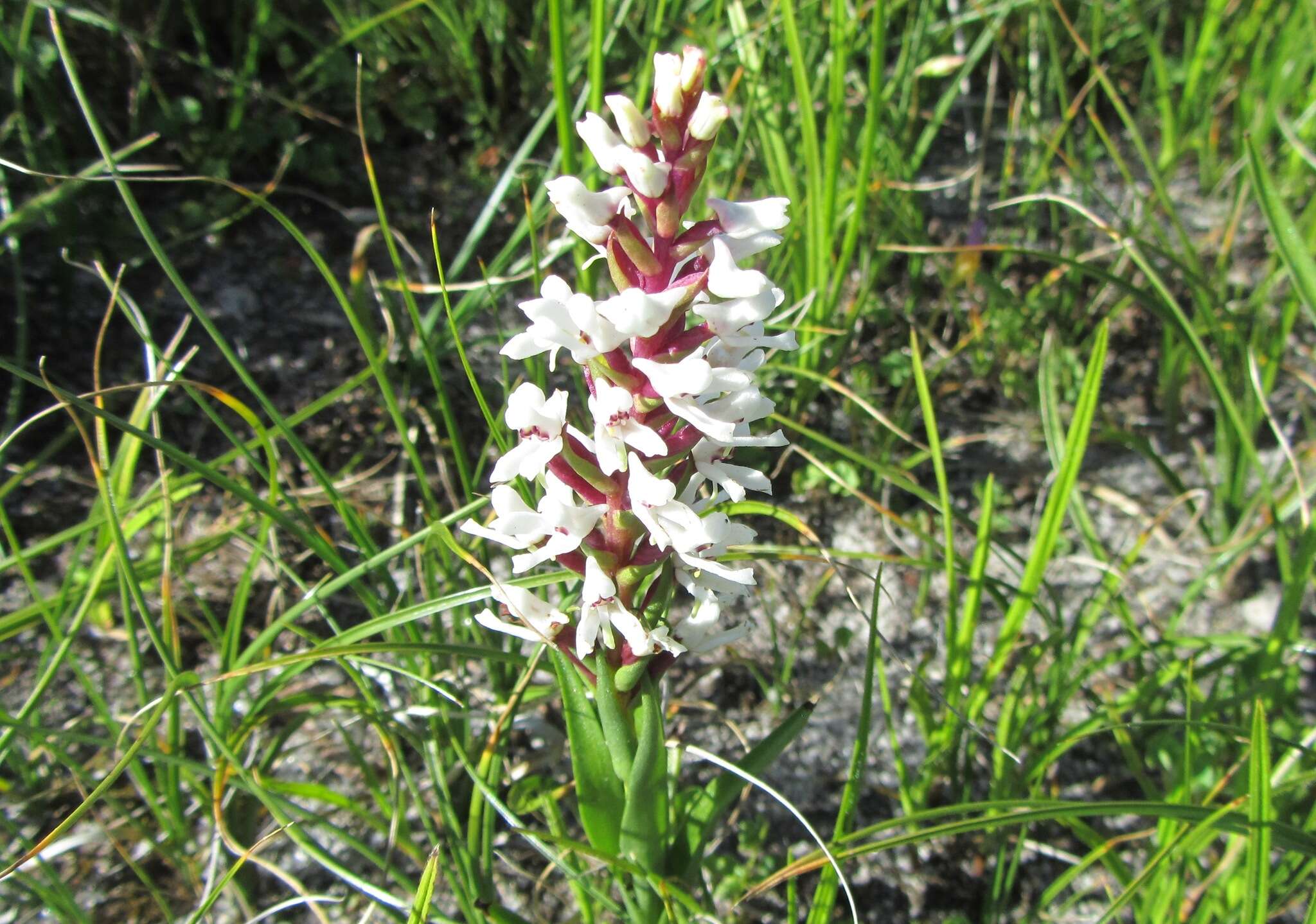 Image of Disa alticola H. P. Linder