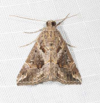 Image of Moth