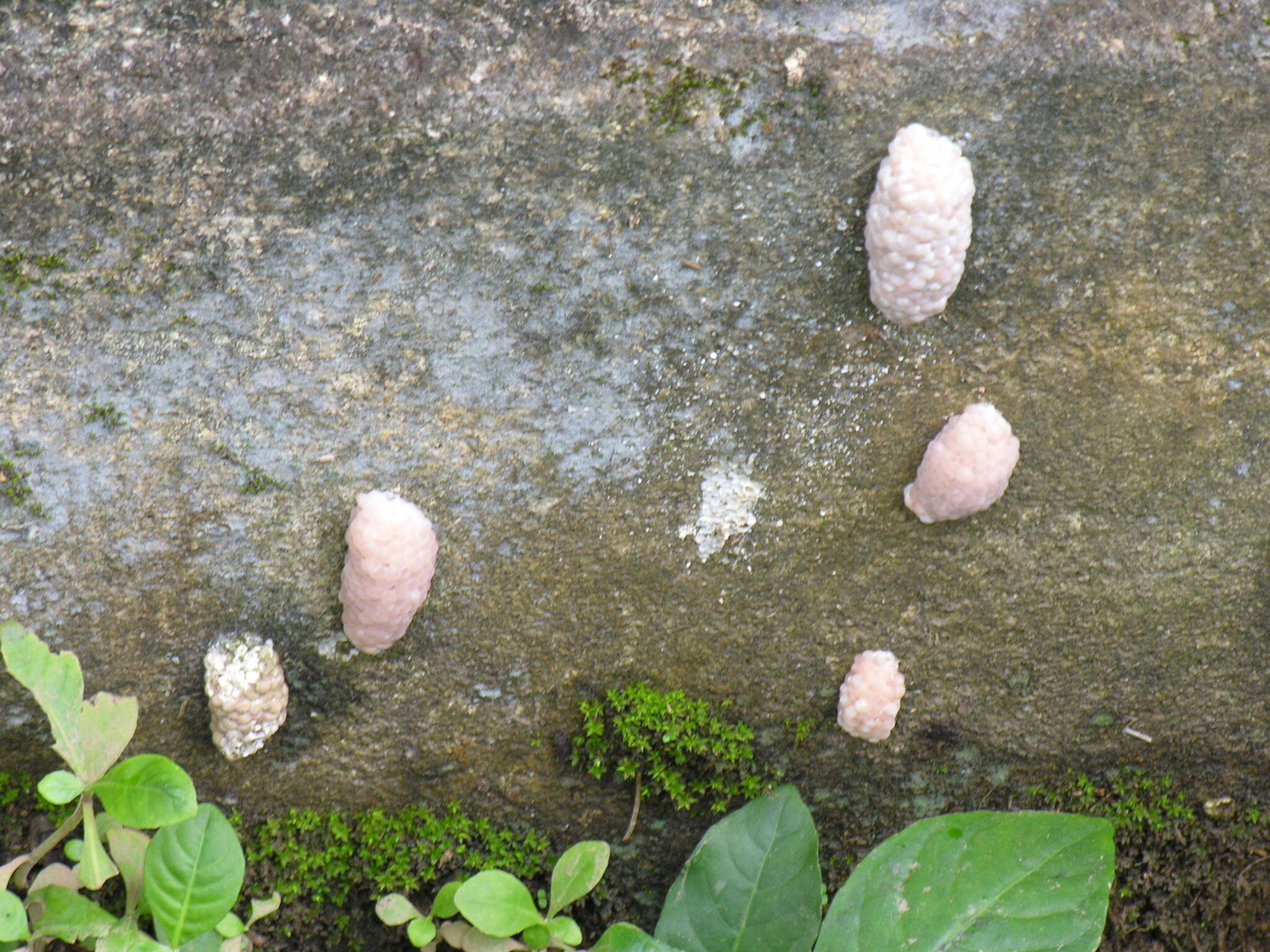 Image of Spike-topped applesnail