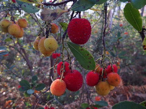 Image of strawberry tree