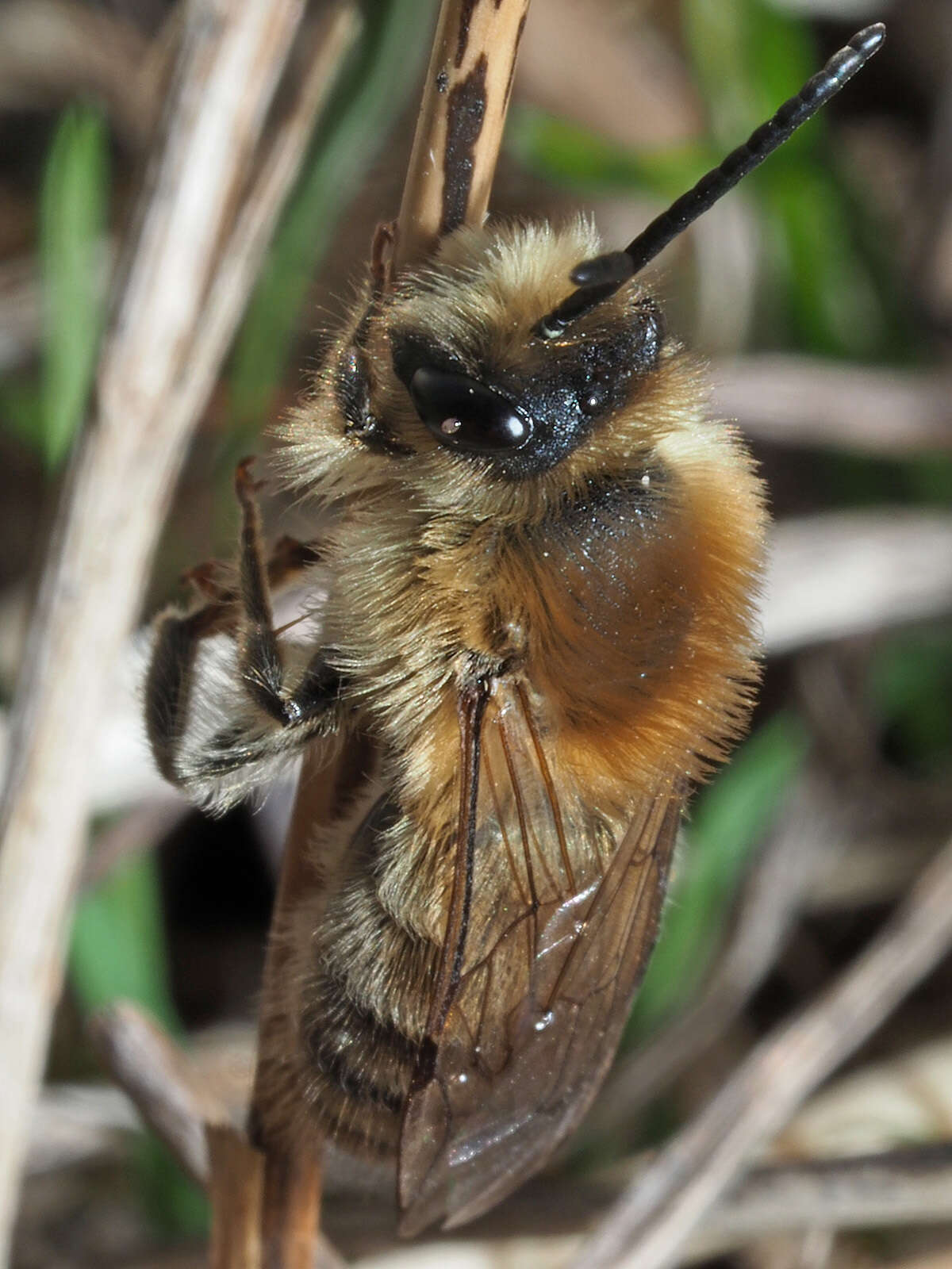 Image of Colletes cunicularius (Linnaeus 1761)