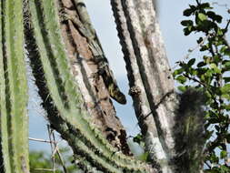 Image of Aguán Valley Iguana