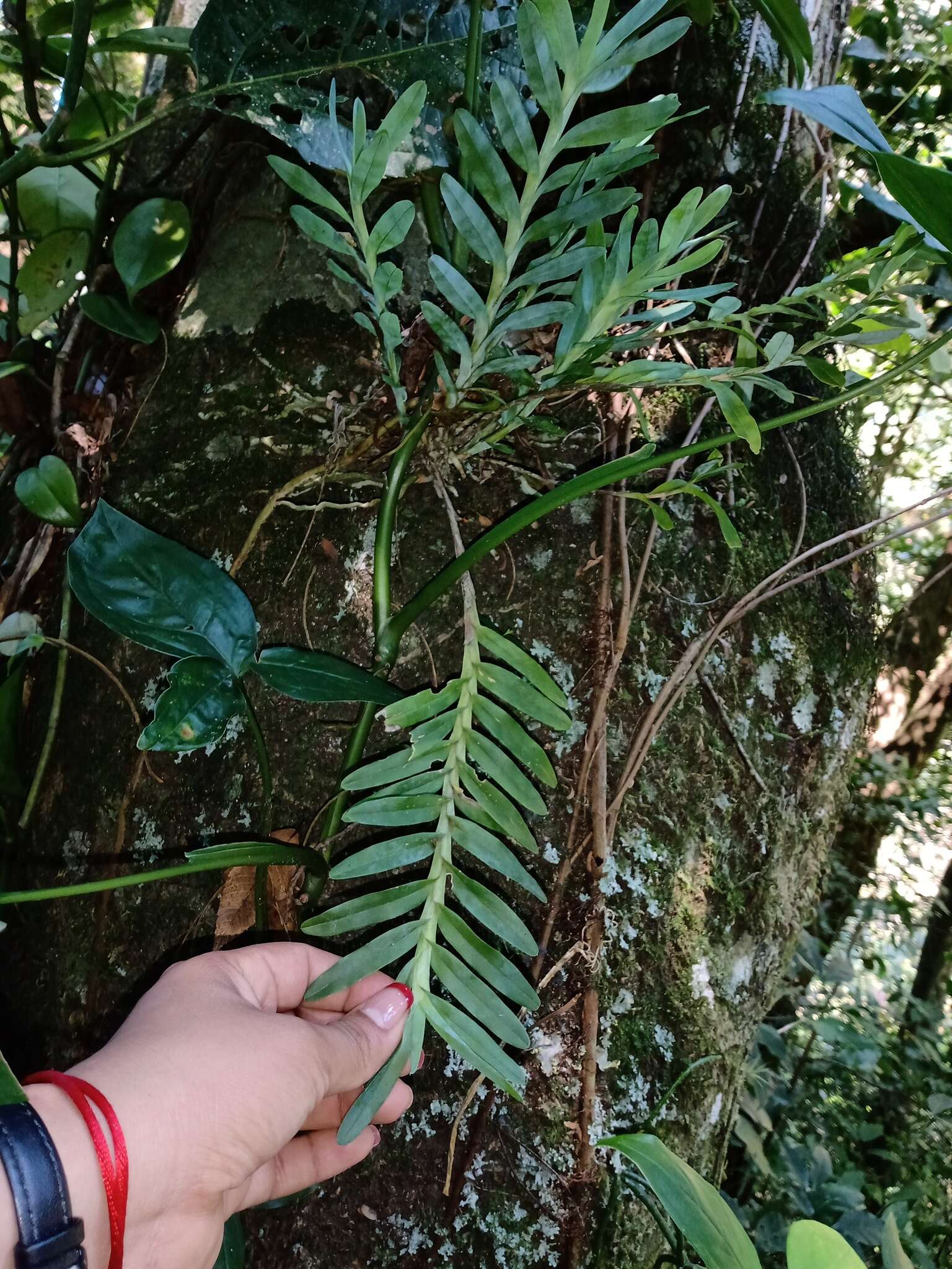 Imagem de Dichaea glauca (Sw.) Lindl.