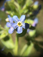 Image de Hackelia velutina (Piper) I. M. Johnst.