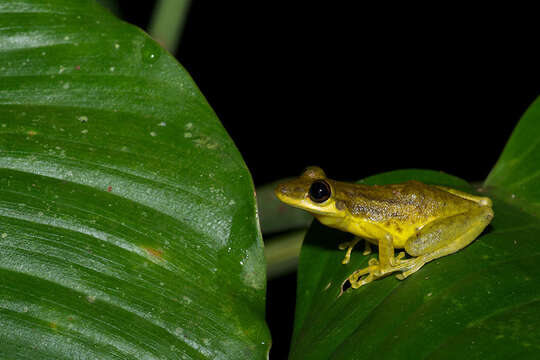 Plancia ëd Scinax ruber (Laurenti 1768)