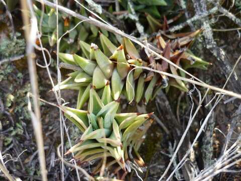 Image of Astroloba rubriflora (L. Bolus) Gideon F. Sm. & J. C. Manning