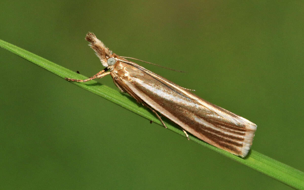 Слика од Crambus perlella Scolopi