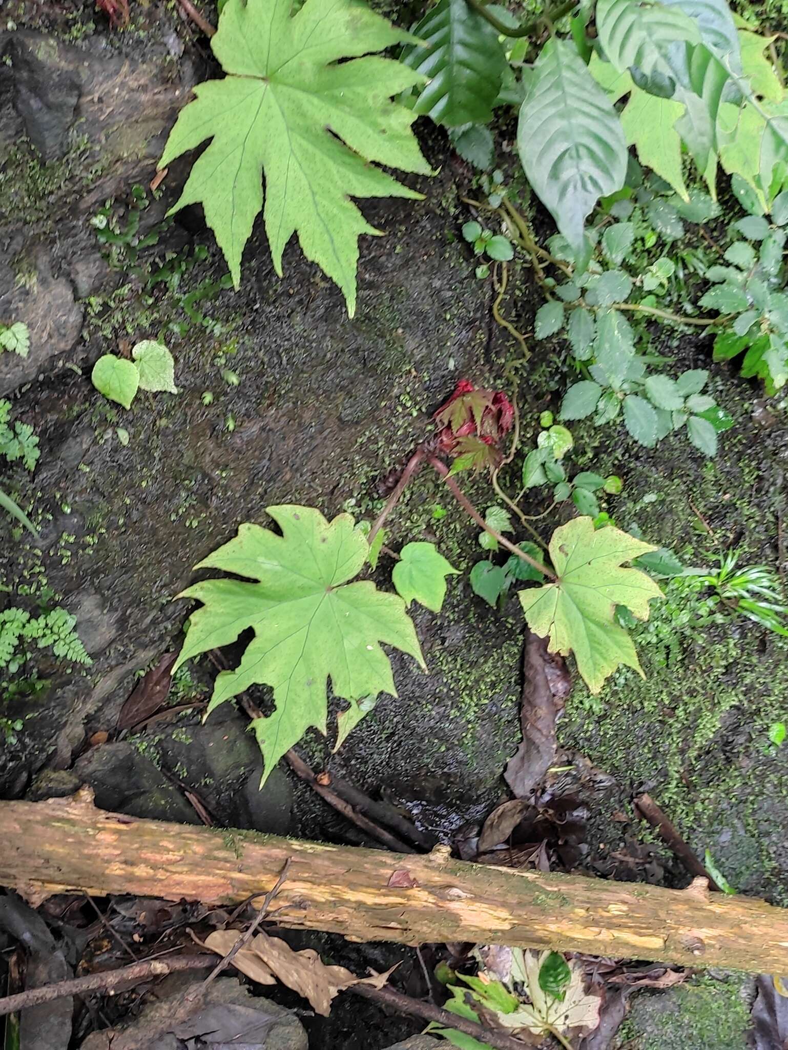 Image of Begonia algaia L. B. Sm. & Wassh.