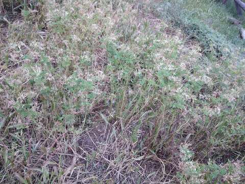 Image de Erodium ciconium (L.) L'Her.