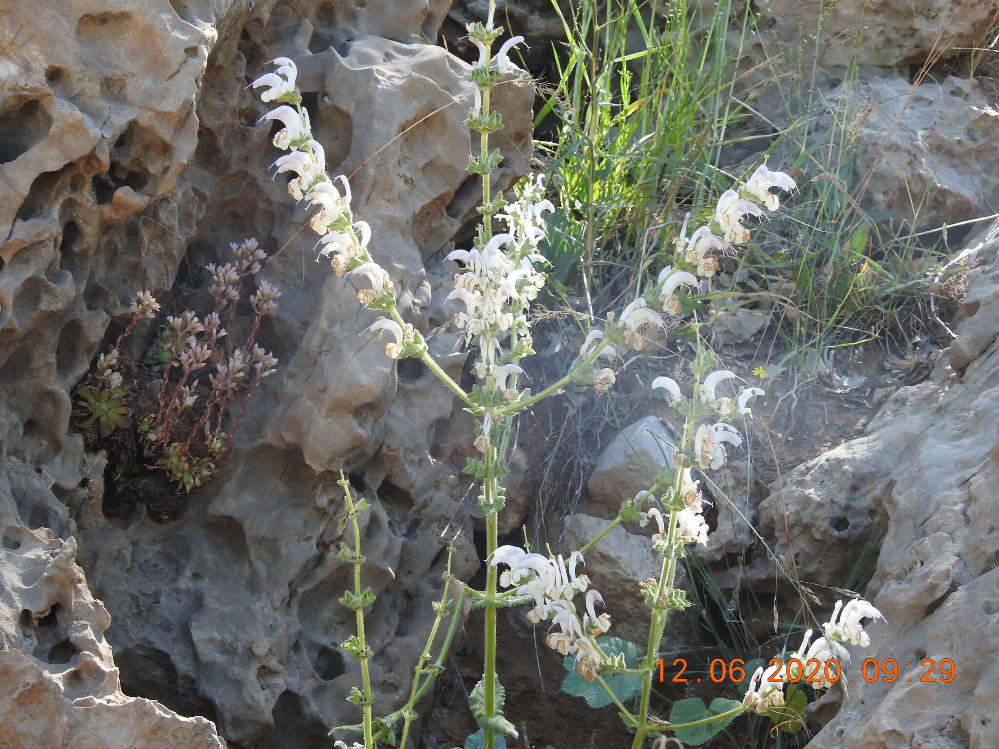 Imagem de Salvia microstegia Boiss. & Balansa