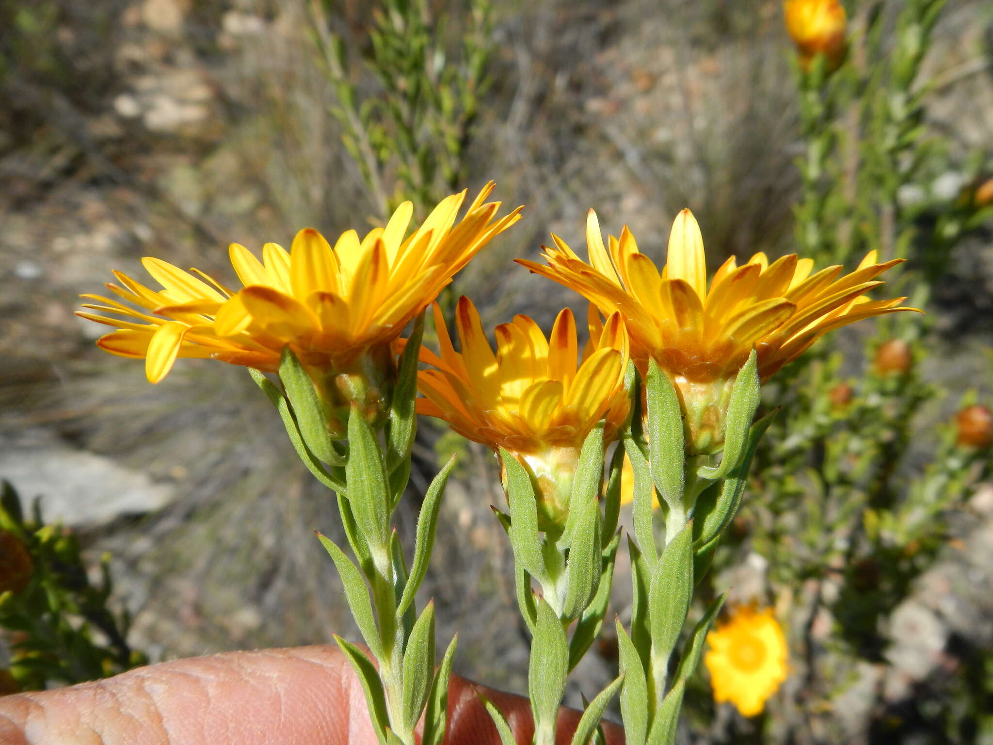 صورة Oedera speciosa (DC.) N. G. Bergh