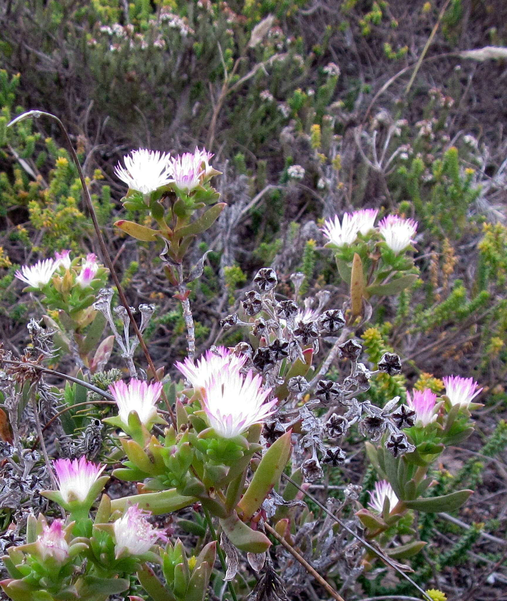 Image of Delosperma patersoniae (L. Bol.) L. Bol.