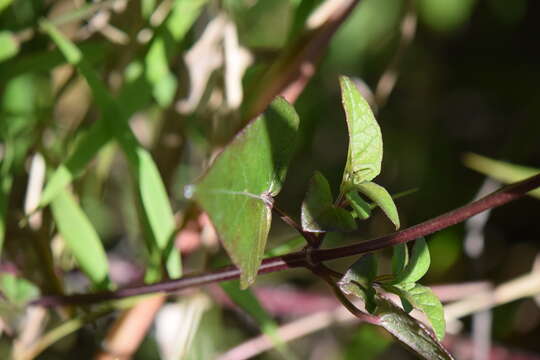 Image of Salvia cacaliifolia Benth.