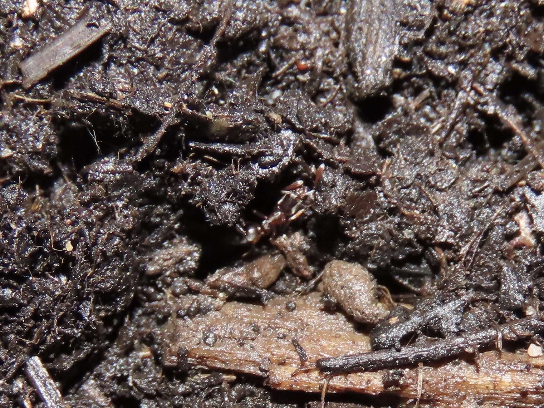 Image of Hypoponera opacior (Forel 1893)