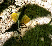 Image of Sulawesi Lined Gliding Lizard