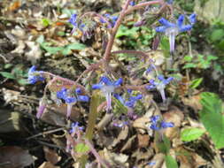 Слика од Trachystemon orientalis (L.) G. Don