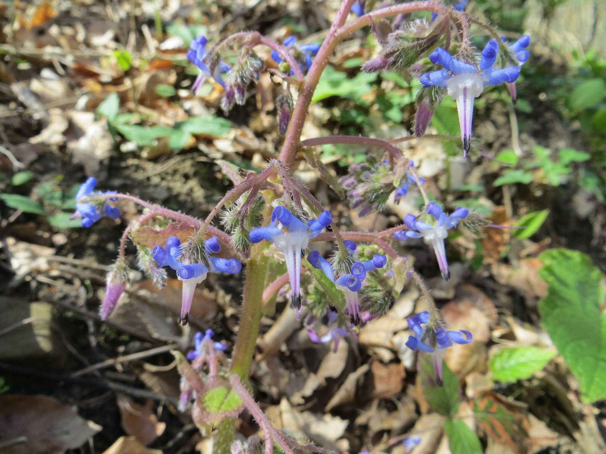 Слика од Trachystemon orientalis (L.) G. Don