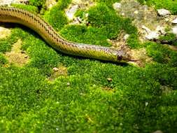 Image of Maryellen's Ground Snake