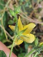 Image of Hypericum pubescens Boiss.