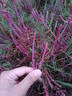 Image of Salicornia neei Lagasca