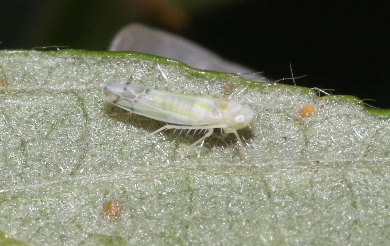 Image of Leafhopper