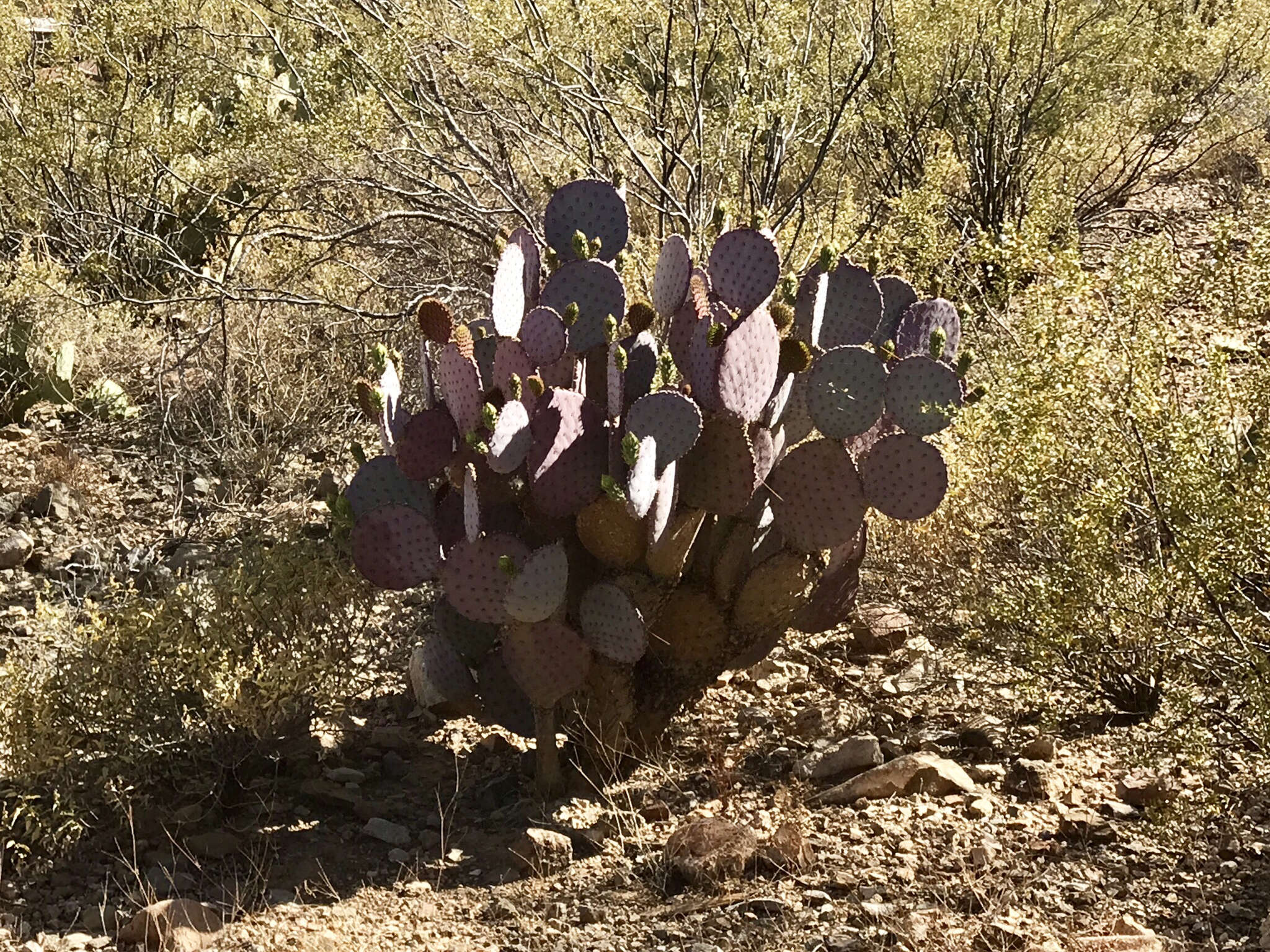 Sivun Opuntia santa-rita (Griffiths & Hare) Rose kuva