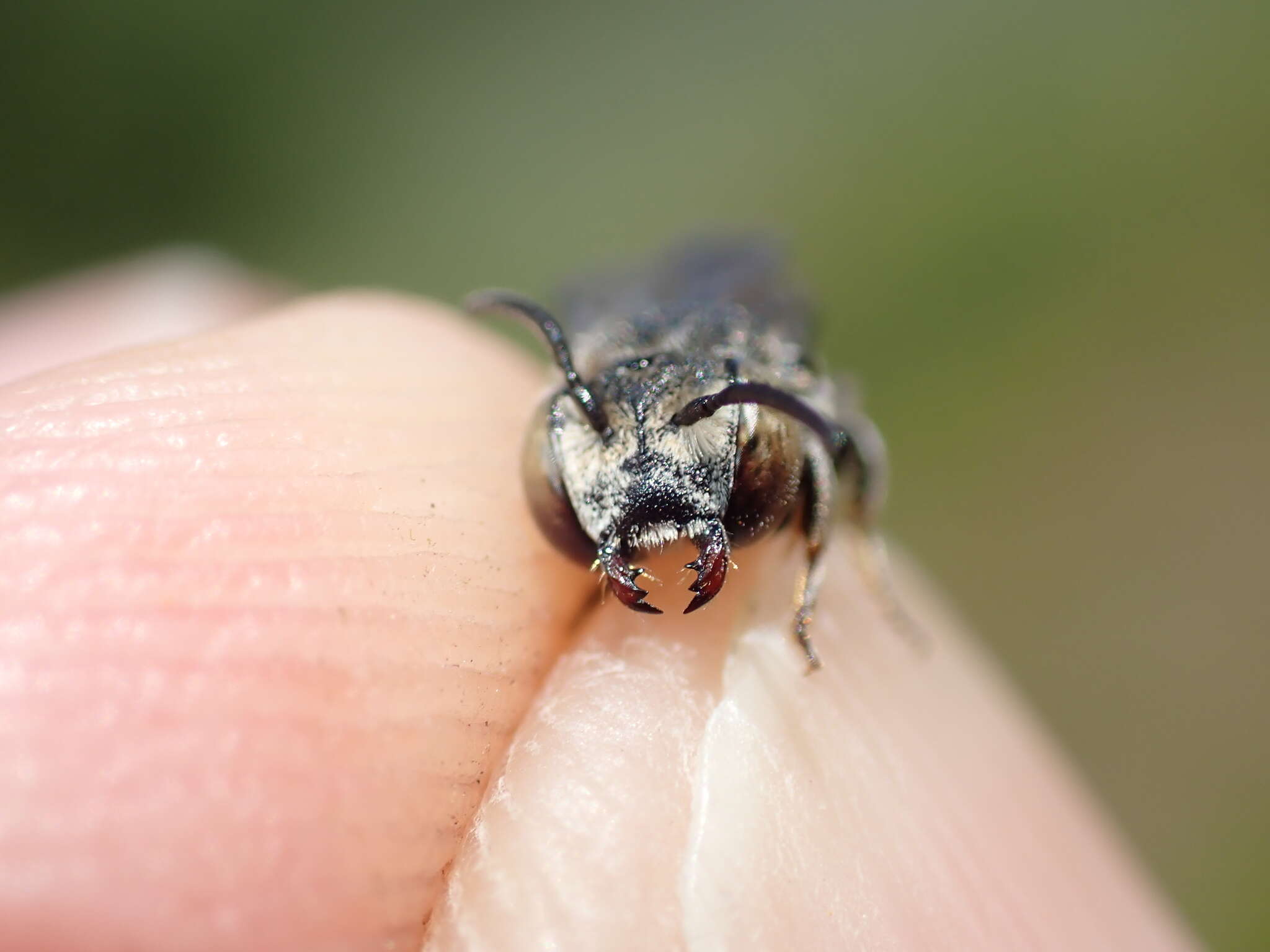 Image of Coelioxys afra Lepeletier 1841