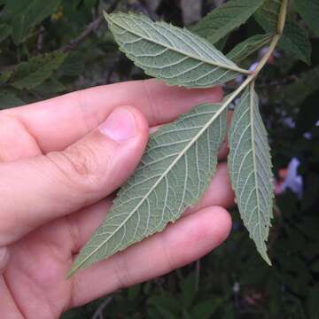 Image of Tecoma stans var. velutina DC.