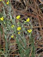 Image de Pityopsis graminifolia (Michx.) Nutt.