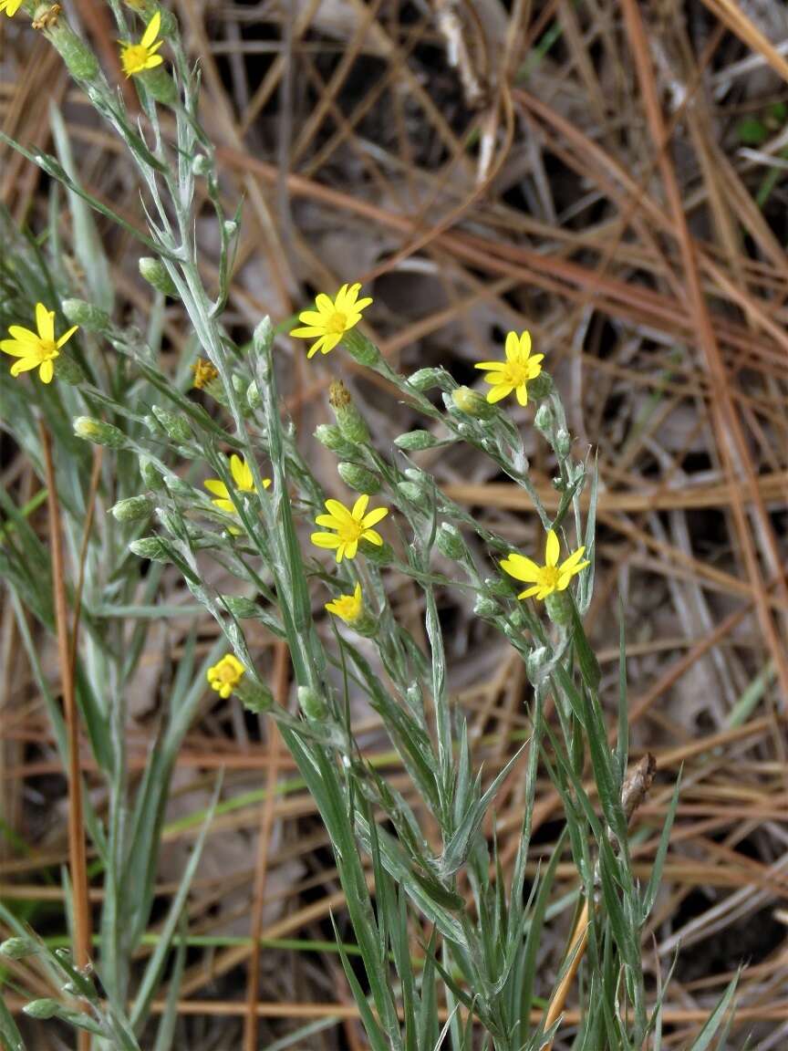 Image de Pityopsis graminifolia (Michx.) Nutt.