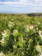 Image of Leucospermum innovans Rourke