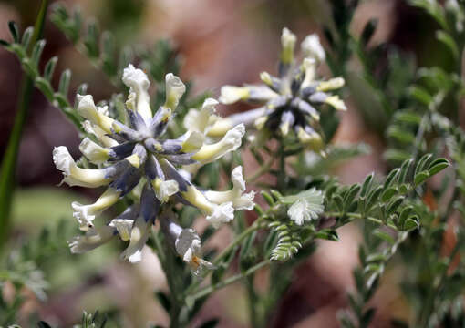 Image of silky sophora