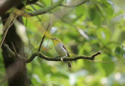 Image of Swinhoe's White-eye