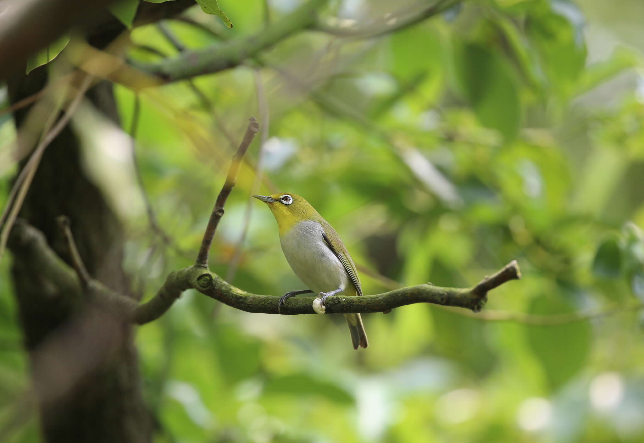 Image of Swinhoe's White-eye