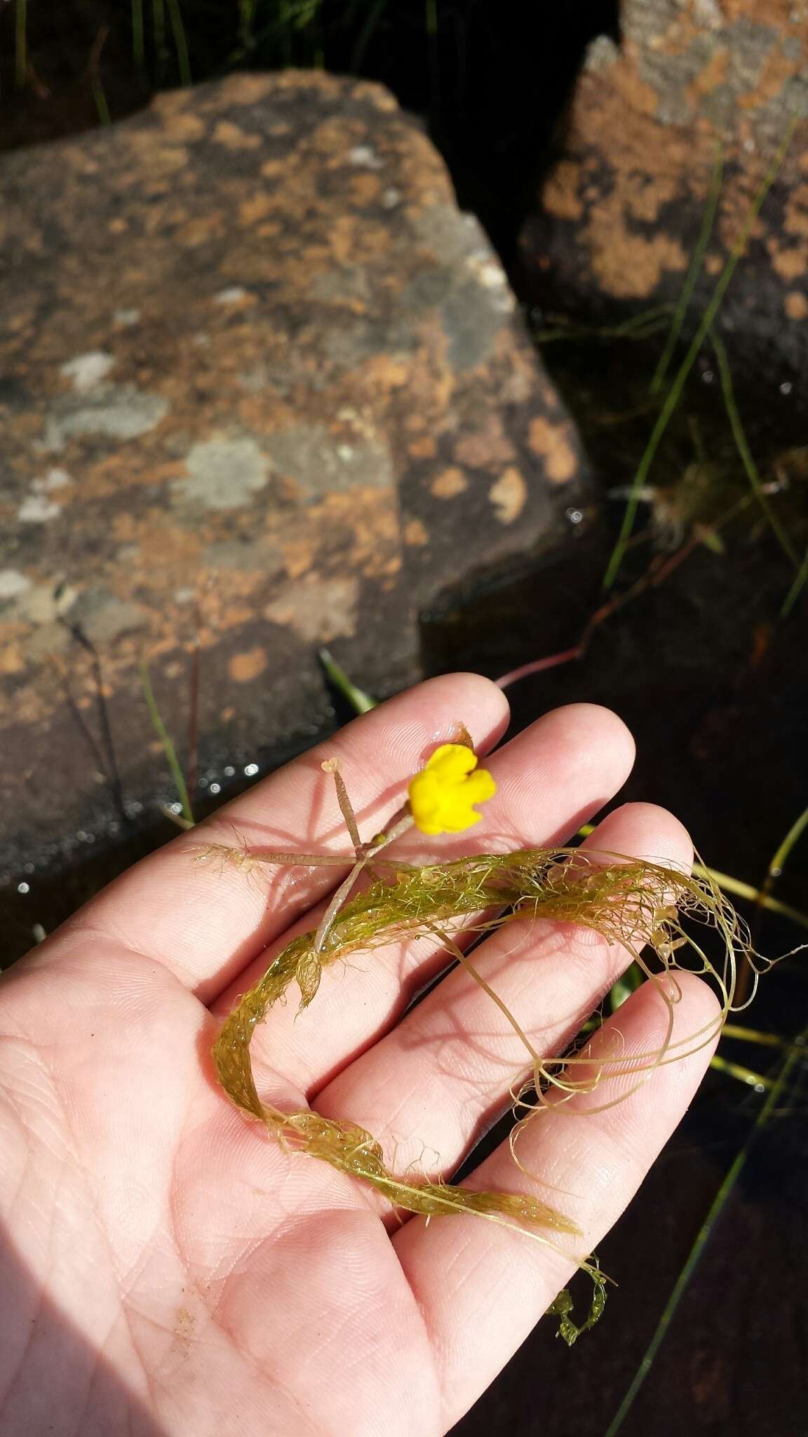 Plancia ëd Utricularia radiata Small