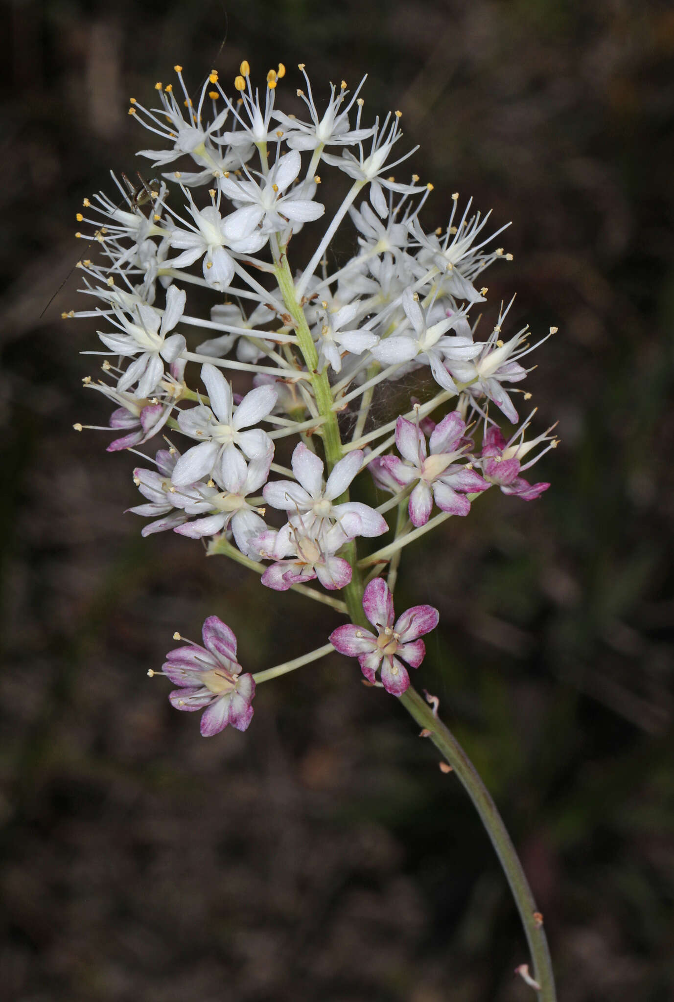 Image of Stenanthium densum (Desr.) Zomlefer & Judd