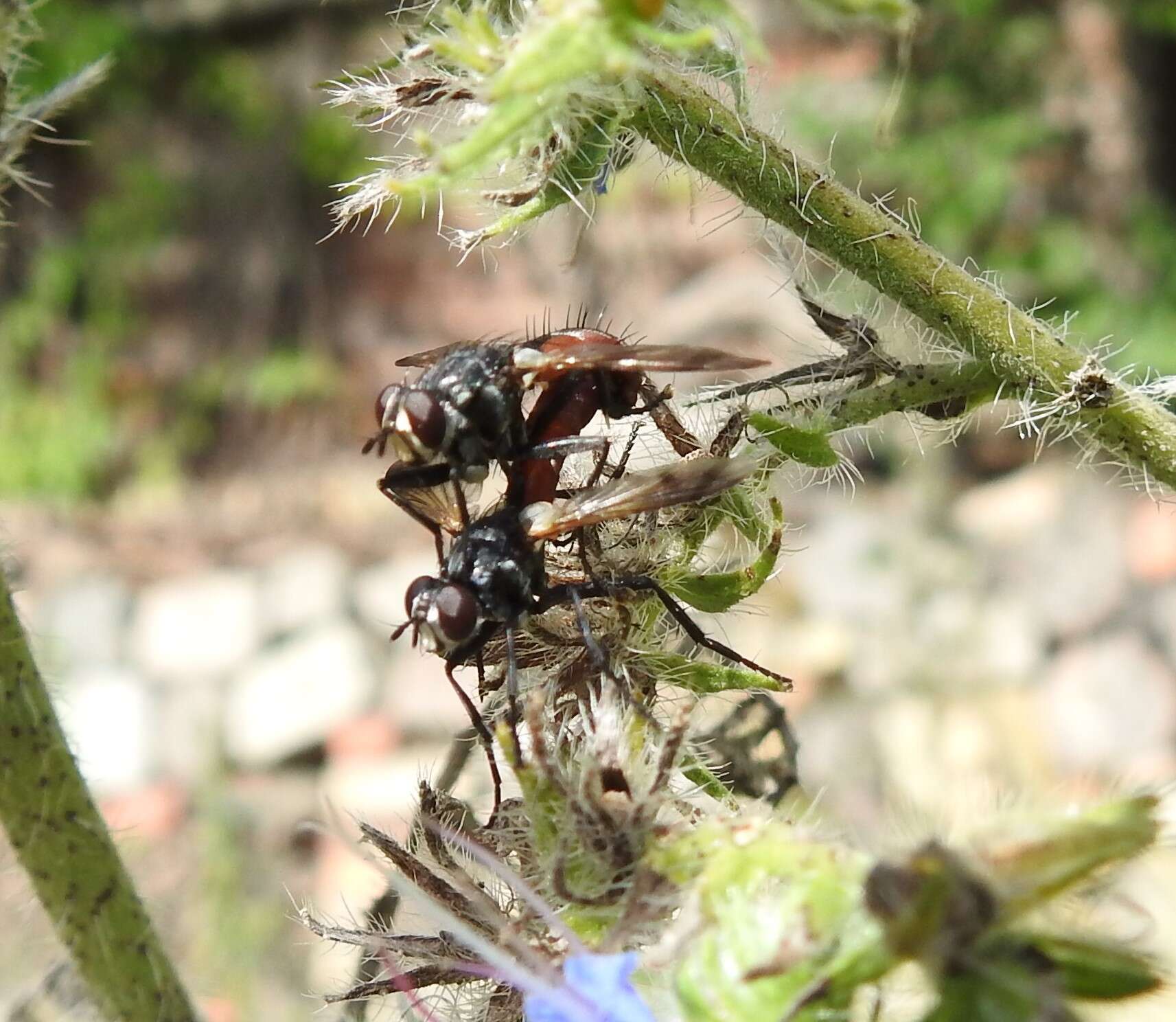 Plancia ëd Cylindromyia bicolor (Olivier 1811)