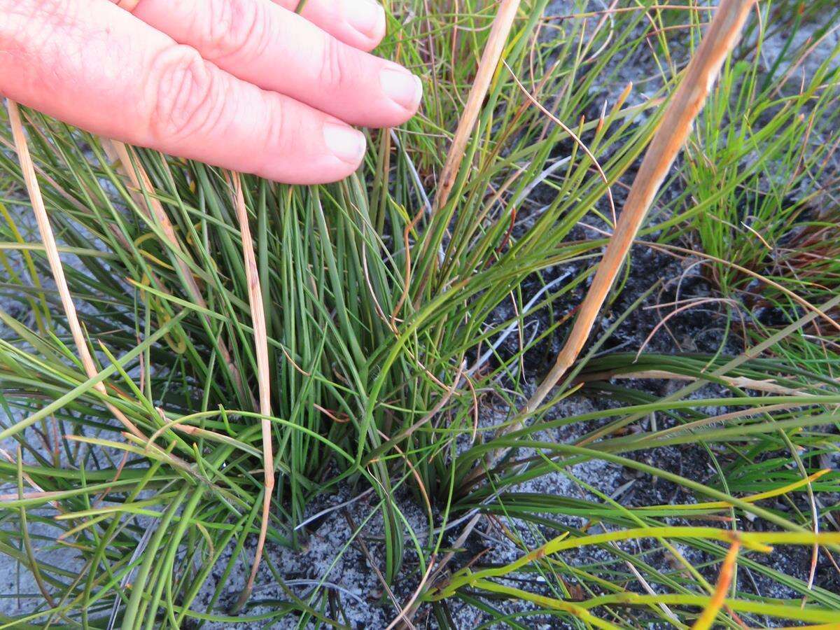 Imagem de Geochloa rufa (Nees) N. P. Barker & H. P. Linder