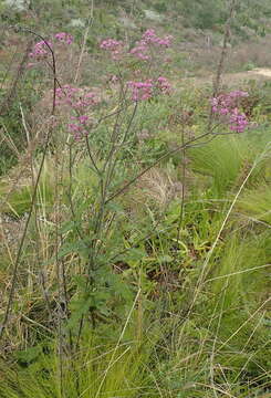 Image of Purple Ragwort